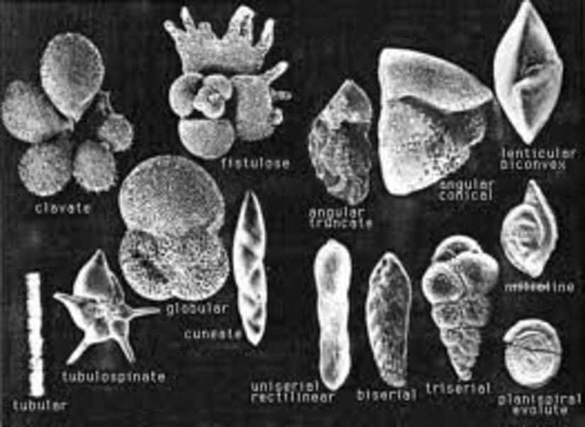 Foraminifera