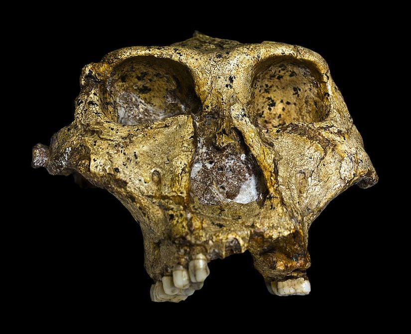 Paranthropus robustus