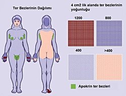 Ter bezlerinin dağılımı neden düzensiz?