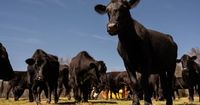 Texas sued over its lab-grown meat ban