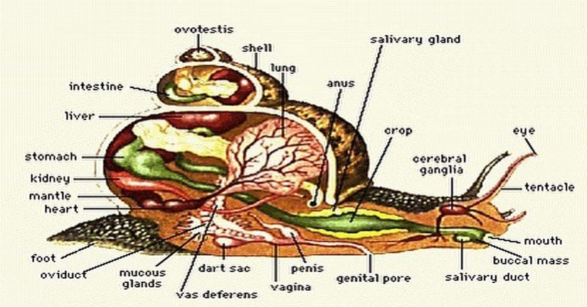 salyangoz iç ve dış anatomisi.