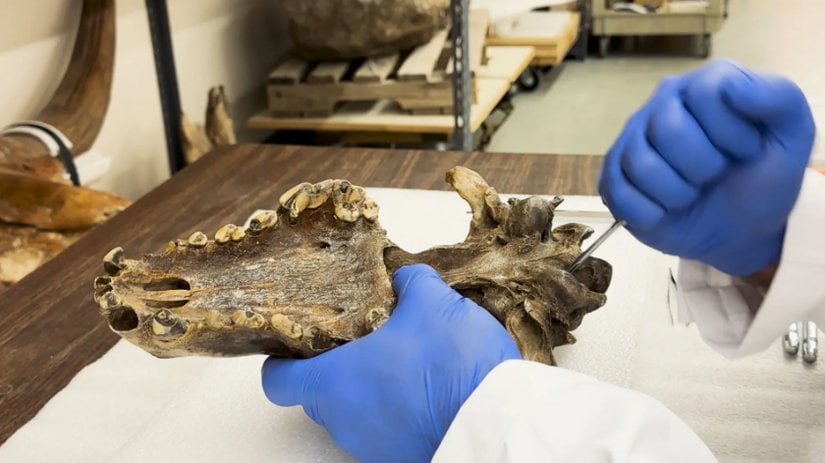 Ulukurt petroz kemiği. Antik DNA örneklemesi için kullanılmıştır.  -Colossal Biosciences