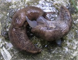 Deroceras reticulatum türü sümüklüböcek ile nasıl mücadele edilir?