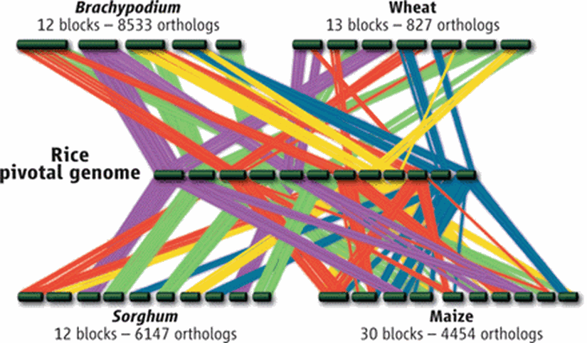 Çimen türü bitkilerde yapılan transpozon analizi. Toplamda 20.270 ortolog gen tespit ve analiz edilmiştir.