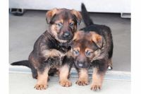 RCMP 'Name the Puppy' contest winners announced | insauga