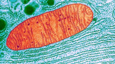 Babadan Yavruya Mitokondriyal DNA (mtDNA) Transferi!