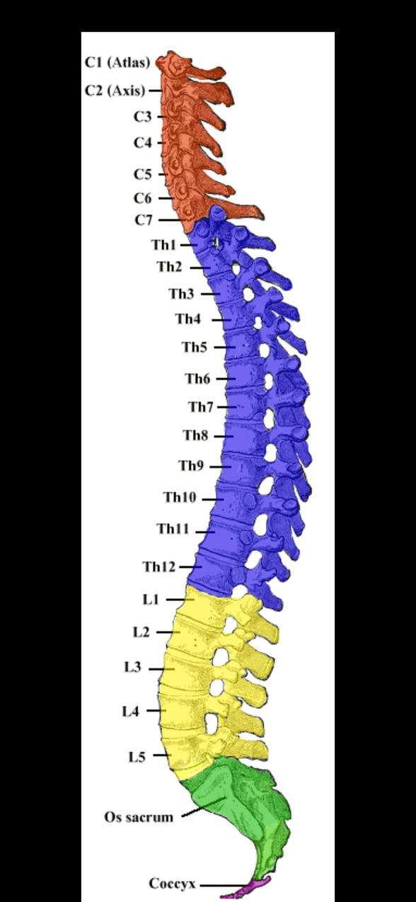 Görsel 2: omurga ve bölümleri C: boyun (cercival), T: Göğüs (thoracic), L: bel (lumber), sacrum:kuyruk sokumu, coccyx:kuyruk