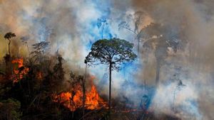 Amazon Rainforest Faces Threats As Carbon Sink