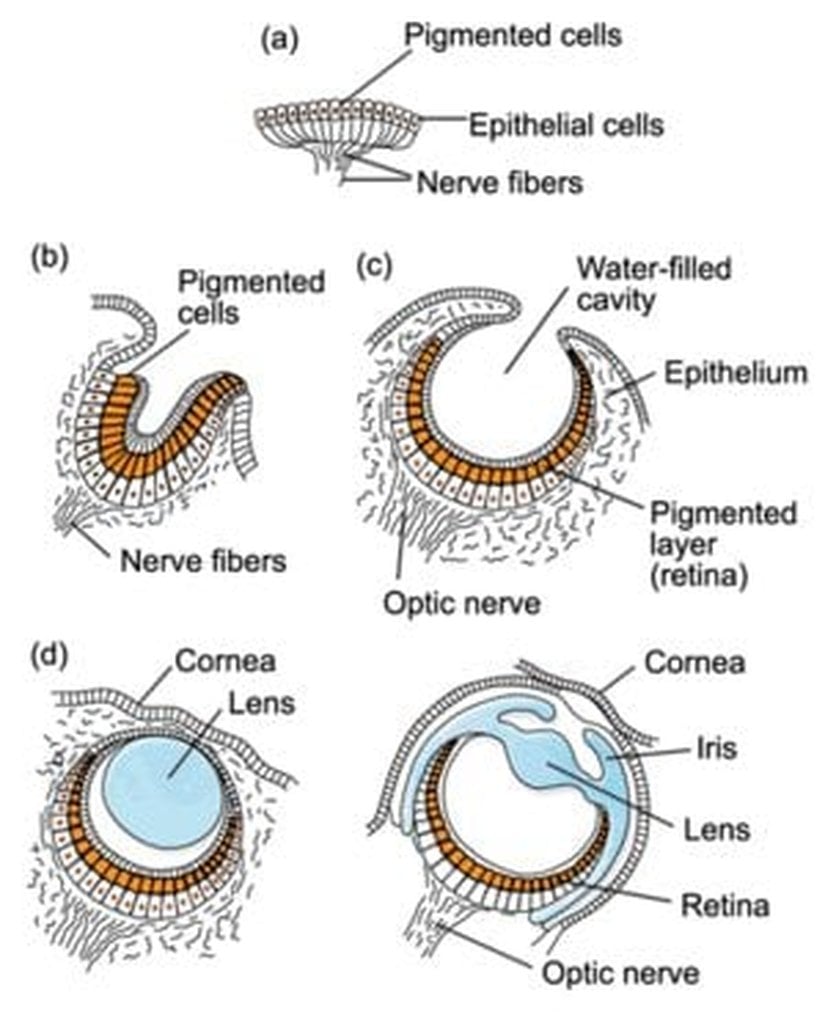 Göz'ün Evrimi (Çukurlaşmaya devam eden göz, b ve c ile isimlendirilmiştir)