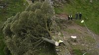 Two men are found GUILTY of chopping down beloved Sycamore Gap tree