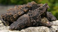 Gefährliche Geierschildkröte Gabi in Kanal bei Hamburg gefunden