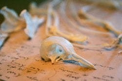 Bilim İnsanları Evrimi Genişleterek Kapsamlı Yeni Bir Doğa Kanunu Öneriyor.