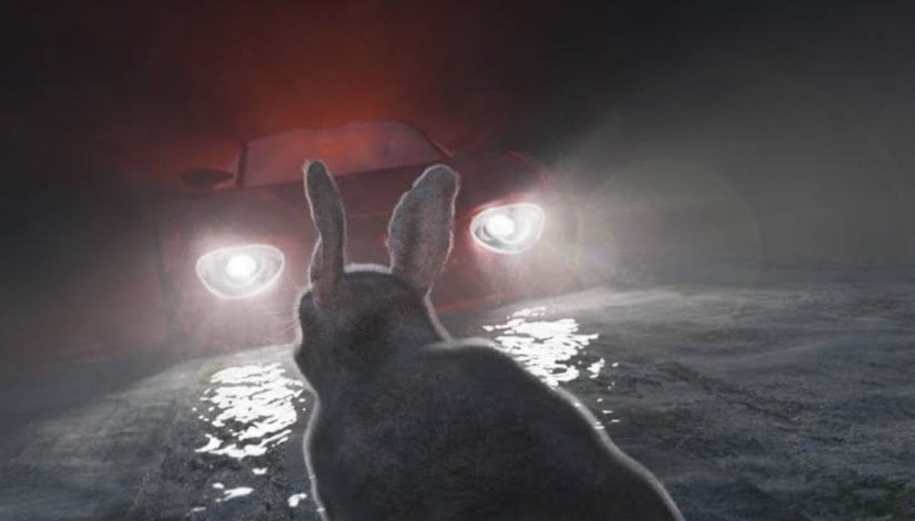 FAR GÖRMÜŞ TAVŞAN