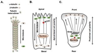 Actin-Dependent α-Catenin Oligomerization Enhances Cell Adhesion