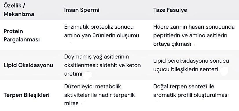 Bu tablo, her iki sistemde de benzer moleküler temaların bulunduğunu ve koku profilinin ortak bileşiklerin üretimiyle şekillendiğini göstermektedir.