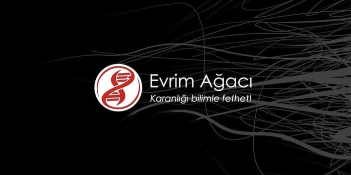 Oyun Çemberi | Evrim Ağacı