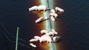 Activists Demand Action Against Pollution From Mexico's Pig Farms