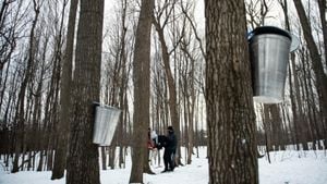 Canada’s Maple Syrup Production Hits Record High