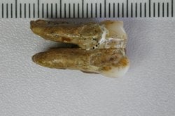 400.000 Yıllık Dişler Homo Erectus ile Denisovaların Çiftleştiğini Ortaya Koydu.