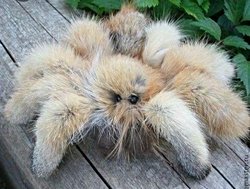 Bu hangi örümçek türü?