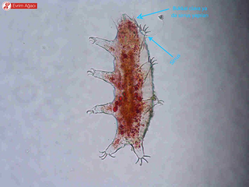 Heterotardigrada üyesi.