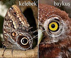 Bazı türler neden doğadaki başka nesnelere benziyor?