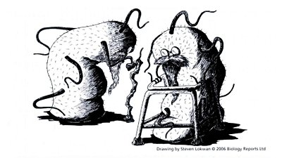 Bakteriler de Yaşlanır mı? Bakterilerin Yaşlanma ve Bölünme Süreçleri, Sandığımızdan Çok Daha Farklı İşliyor Olabilir!