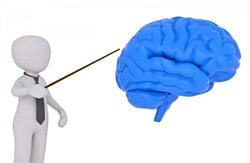 İnsan Zekası Hep İleri mi Gider? Beyin Büyüklüğünün Gerilediği Bir Dönem Var mıdır?