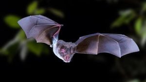 New Bat-Borne Coronavirus Discovered By Wuhan Researchers