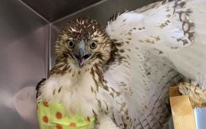 Citizens Rescue Protected Birds In Ho Chi Minh City