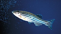 Zebra Balıkları, İnsan Otizmini Aydınlatmamızı Sağlayabilir!