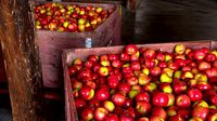 USDA cuts local produce funding, impacting NC food banks