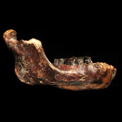 Asya'nın Tropik Bölgesinde İlk Denisovan Kalıntısı Keşfedildi!