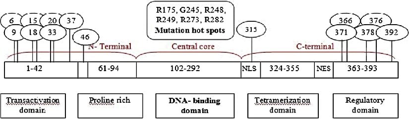 3 bölgeye (N-terminal bölgesi, Merkezi çekirdek bölgesi ve C-terminal bölgesi) sahip, beş alanlı 393 amino asitten oluşan p53 yapısının ayrıntılı temsili. (Dairelerdeki sayılar, p53 geninin fosforilasyon bölgesini temsil eder.)