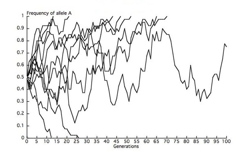 Görsel 2. 10 tane kopya popülasyonda alel sıklığı değişikliği simülasyonu (N = 20). A alelinin başlangıç sıklığı 0,5 olduğu için, A alelinin 5 popülasyonda sabitlenmesini, 5 popülasyonda da yok olmasını bekleriz; ancak sonlu sayıda olan popülasyonlar gözlemlerimizin beklentilerden sapmasına sebep olur. Bu simülasyonlar sırasında, 100 nesil sonrasında 7 sabitlenme örneği (p=1), 2 kayıp örneği (p=0) ve iki alelin de var olduğu 1 örnek görüyoruz. Bu son popülasyonda, A aleli en sonunda ya sabitlenecek ya da yok olacaktır.