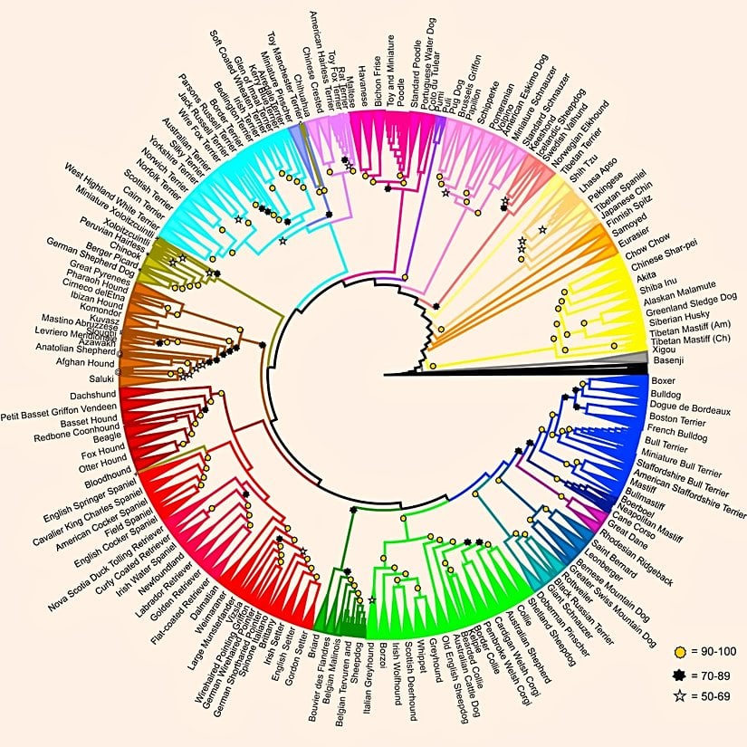 Köpek türlerinin birbirleriyle evrimsel akrabalık ilişkisini gösteren filogenetik ağaç