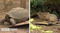 London Zoo animals hit the scales on weigh-in day