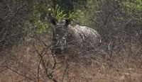 Advanced technology helps rangers protect South Africa’s endangered rhinos