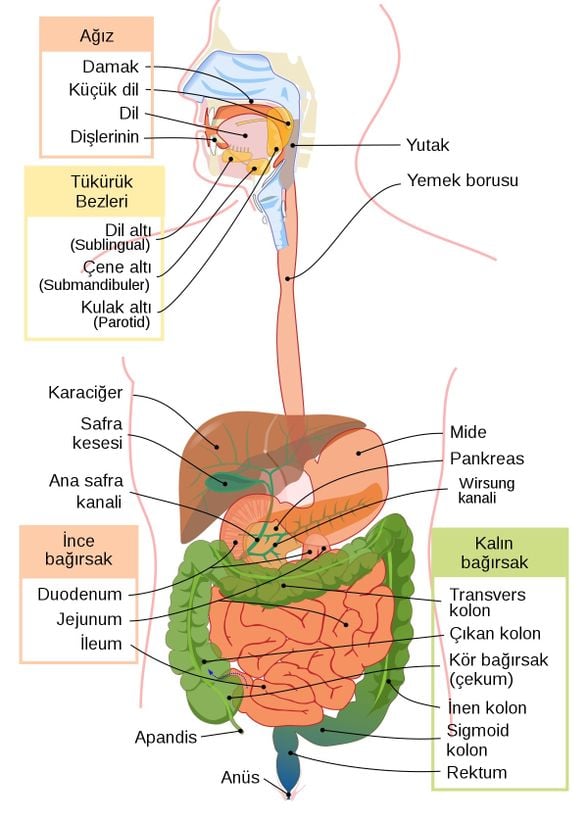 Sindirim Sistemi