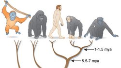 Hominidae (Kuyruksuz Maymun Ailesi)