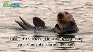 Sea Otters Near Cities Face Toxic PFAS Threat