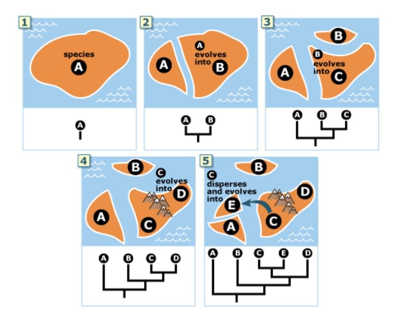 Aynı türe ait hayvan topluluklarının jeolojik değişimlerle veya göç etme suretiyle farklı türe evrimleşme mekanizmalarının şematik anlatımı. (1) İlk kutucukta anlatılan durum tek bir kara parçası üzerinde yaşayan tek bir türe ait canlıları (A) şematize ediyor. (2) daha sonra bu kara parçasının jeolojik bir olaydan dolayı parçalandığını ve parçalardan birinde A türünden B türünün dallandığı görülüyor. (3) ardından gerçekleşen diğer bir parçalanmada yine aynı senaryo görülmekte (B türü C türüne evrimleşiyor). (4) nolu görselde adada gerçekleşen bir tektonik oluşumun C türüne ait canlıları ayırdığını ve farklı  bölgelerde konumlanan canlıların C türünden D türüne evrimleştiği görülüyor. (5) nolu görselde ise C türünden canlıların bir kısmının herhangi bir jeolojik değişim olmadan tamamen farklı bir ada parçasına göç ettikleri (dağıldıkları) ve orada E türüne evrimleştikleri görülüyor.