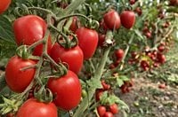 Turkish agricultural exports clinch new record despite drought, frost