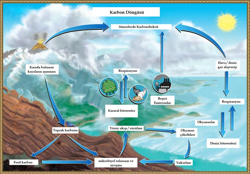 Karbondioksit gazı, atmosferde ve suda çözünmüş halde bulunur. Fotosentez, karbondioksit gazını organik karbona dönüştürür. Solunum da organik karbonu tekrar karbondioksit gazına çevirir. Organik karbon, canlı organizmalardan gelen maddelerin yeraltının derinliklerine gömülmesi ve fosilleşmesiyle uzun süreli depolanır Volkanik faaliyetler ve son zamanlarda artan beşeri emisyonlar da bu depolanmış karbonun karbon döngüsüne geri kazandırılmasında rol oynar.