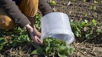 Le printemps arrive : six gestes à faire au jardin et au potager