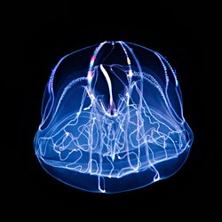 Yaralı Tarak Jölelerinin Kaynaşma Yeteneği: Bilim İnsanlarını Şaşırtan Keşif.