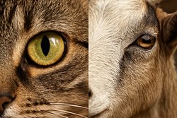 Neden bazı hayvanların gözleri dikeyken bazı hayvanlarınki yataydır?