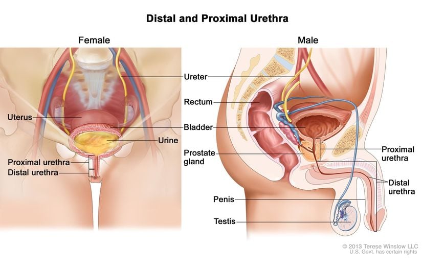 Erkeğin penisinden aktarılan spermler ile dişinin üreme kanalı boyunca seyahat eden yumurta içerisinde, bu bireylerin genomlarının (genlerinin tamamının) yarısı bulunmaktadır. Bunun hangi "yarı" olacağı tamamen rastlantısaldır ve rastgele belirlenir. Üstelik her üretilen spermde ve yumurtadaki genetik dizilim, bireyin kendi genomunun yarısını içermesine rağmen, her seferinde diğerlerinden bir miktar (ya da tamamen) farklıdır. Bu sayede eşeyli üremeyle çok geniş bir çeşitlilik sağlanabilmekte ve evrim mekanizmaları sayesinde bu özellikler seçilip elenebilmektedir.