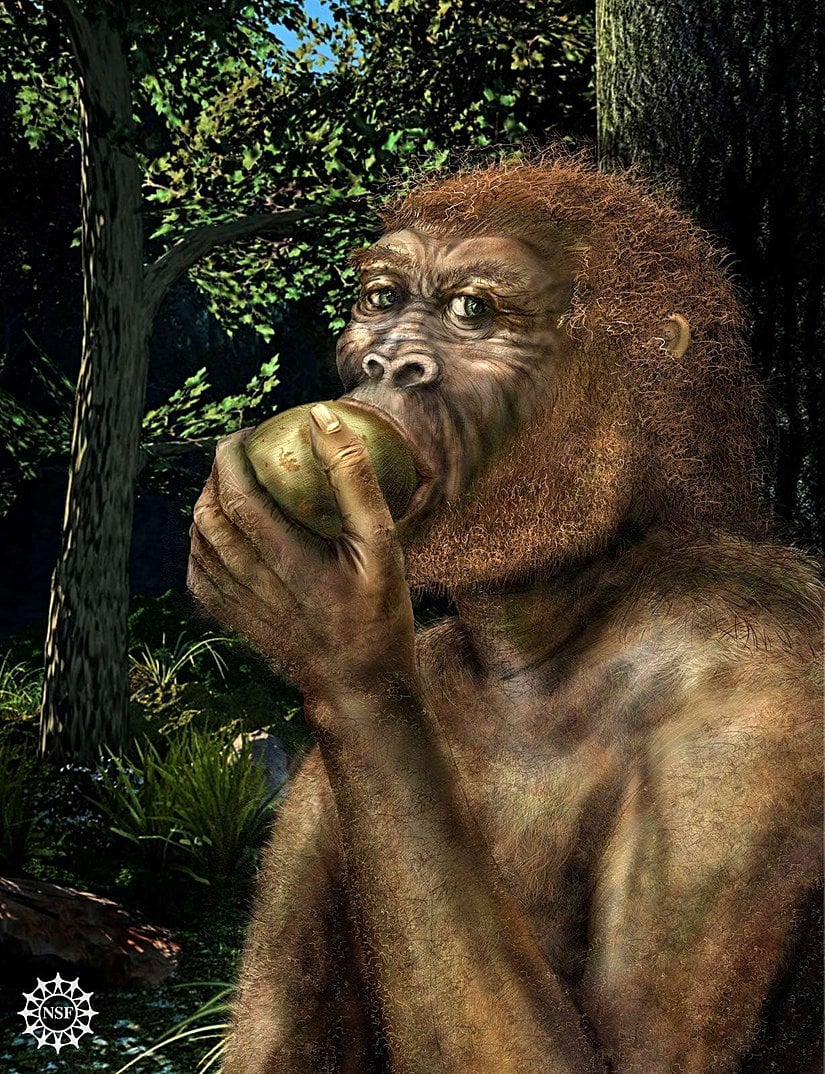 Paranthropus boisei türü olan, Homo cinsinin yakın kuzenlerinden bir birey meyve yerken; günümüzden 2 milyon yıl önce...