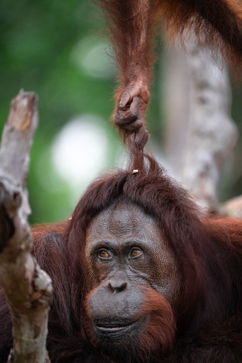 Yavru orangutan annesinin saçını çekiyor.